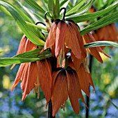 CROWN IMPERIAL FRITILLARIA