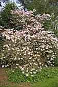 MAGNOLIA STELLATA ROSEA