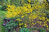 FORSYTHIA INTERMEDIA LYNWOOD IN SPRING AT THE DOROTHY CLIVE GARDEN