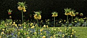 CROWN IMPERIAL FRITILLARIA