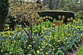 BORDERS OF SPRING FLOWERS, YELLOW DAFFODILS, BLUE FOGET-ME-NOTS AND ORANGE FRITILLARIA IN SPRING AT THE DOROTHY CLIVE GARDEN