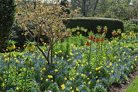BORDERS_OF_SPRING_FLOWERS_YELLOW_DAFFODILS_BLUE_FOGETMENOTS_AND_ORANGE_FRITILLARIA_IN_SPRING_AT_THE_