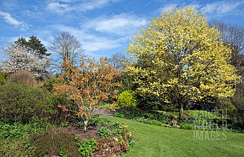 BORDERS_OF_MATURE_TREES_AND_SHRUBS_IN_SPRING_AT_THE_DOROTHY_CLIVE_GARDEN