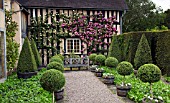 ROSA ZEPHIRINE DROUHIN AND CLIPPED BOX TOPIARY AT WOLLERTON OLD HALL