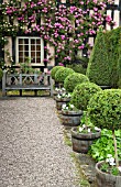 ROSA ZEPHIRINE DROUHIN AND CLIPPED BOX TOPIARY AT WOLLERTON OLD HALL