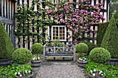 ROSA ZEPHIRINE DROUHIN AND CLIPPED BOX TOPIARY AT WOLLERTON OLD HALL