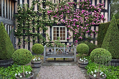 ROSA_ZEPHIRINE_DROUHIN_AND_CLIPPED_BOX_TOPIARY_AT_WOLLERTON_OLD_HALL