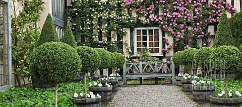 ROSA_ZEPHIRINE_DROUHIN_AND_CLIPPED_BOX_TOPIARY_AT_WOLLERTON_OLD_HALL