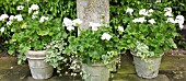 ORNATE STONE URNS, WHITE THEMED COLOUR OF PELAGONIUMS AT WOLLERTON OLD HALL