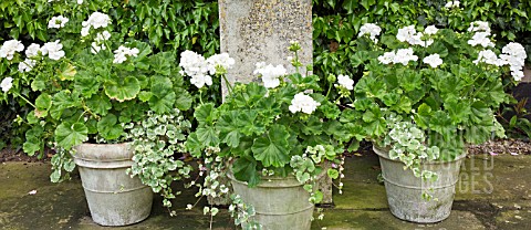 ORNATE_STONE_URNS_WHITE_THEMED_COLOUR_OF_PELAGONIUMS_AT_WOLLERTON_OLD_HALL