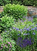COLOUR THEMED BLUE BORDER WITH IRIS SIBIRICA WORTH-THE-WAIT AT WOLLERTON OLD HALL