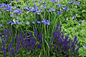 COLOUR THEMED BLUE BORDER WITH IRIS SIBIRICA WORTH-THE-WAIT AT WOLLERTON OLD HALL