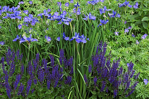 COLOUR_THEMED_BLUE_BORDER_WITH_IRIS_SIBIRICA_WORTHTHEWAIT_AT_WOLLERTON_OLD_HALL