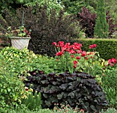 BRIGHT RED ORIENTAL POPPIES IN BORDER OF HERBACEOUS PERENNIALS, BACKED BY YEW HEDGE AND MATURE TREES AT WOLLERTON OLD HALL