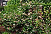 LONICERA GROWING ON WALL AT WOLLERTON OLD HALL