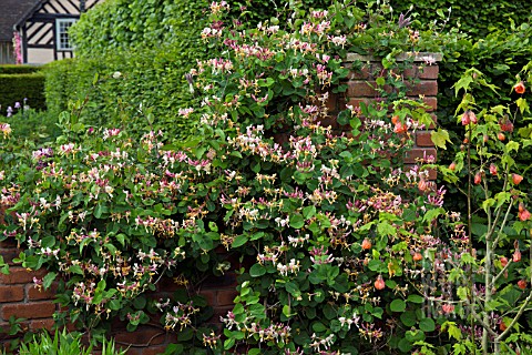 LONICERA_GROWING_ON_WALL_AT_WOLLERTON_OLD_HALL