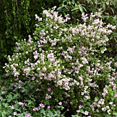 SYRINGA MEYERI PALIBIN AT WOLLERTON OLD HALL