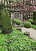 ROSA ZEPHIRINE DROUHIN, CLIPPED BOX TOPIARY AT WOLLERTON OLD HALL