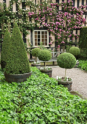 ROSA_ZEPHIRINE_DROUHIN_CLIPPED_BOX_TOPIARY_AT_WOLLERTON_OLD_HALL