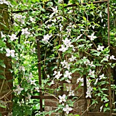 CLEMATIS MONTANA CLINGS TO A WROUGHT IRON GATE AT WOLLERTON OLD HALL
