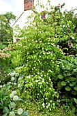 CORNUS KOUSA PORLOCK AT WOLLERTON OLD HALL