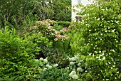 CORNUS KOUSA PORLOCK AT WOLLERTON OLD HALL