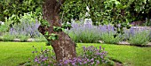 ALLIUM SCHOENOPRASUM AT WOLLERTON OLD HALL