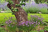 ALLIUM SCHOENOPRASUM AT WOLLERTON OLD HALL