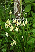 ROSCOEA CAUTLEYOIDES