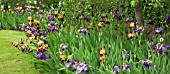 MIXED COLOUR BORDER OF BEARDED IRIS AT WOLLERTON OLD HALL