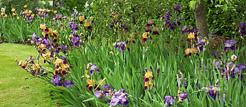 MIXED_COLOUR_BORDER_OF_BEARDED_IRIS_AT_WOLLERTON_OLD_HALL