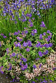 GERANIUM AND IRIS SIBIRICA AT WOLLERTON OLD HALL