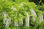 WISTERIA SINENSIS ALBA