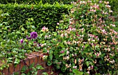 LONICERA ON WALL AT WOLLERTON OLD HALL