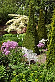 CORNUS CONTRAVERSA VARIEGATA AT WOLLERTON OLD HALL