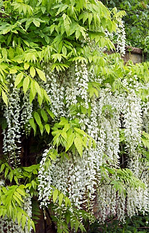OLD_IRON_WATER_FEATURE_WITH_WISTERIA_SINENSIS_ALBA_GROWING_ON_WALL_IN_FONT_GARDEN_AT_WOLLERTON_OLD_H