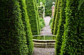 TALL YEW SPIRES IN THE WELL GARDEN AT WOLLERTON OLD HALL