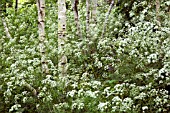 ANTHRISCUS SYLVESTRIS AMONG YOUNG SILVER BIRCH TREES IN WILD GARDEN KNOWN AS THE CROFT AT WOLLERTON OLD HALL