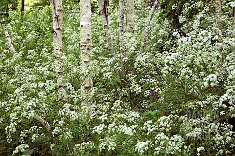 ANTHRISCUS_SYLVESTRIS_AMONG_YOUNG_SILVER_BIRCH_TREES_IN_WILD_GARDEN_KNOWN_AS_THE_CROFT_AT_WOLLERTON_