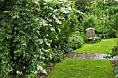 VIBURNUM PLICATUM MARIESII AT WOLLERTON OLD HALL