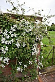 CLEMATIS MONTANA GRANDIFLORA AT WOLLERTON OLD HALL