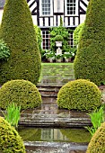 GARDEN AFTER RAINFALL, TALL SHAPED YEWS WITH YEW SHAPED PUDDINGS LEADING TO THE HOUSE,  AT WOLLERTON OLD HALL