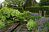 THE NARROW LOWER RILL GARDEN, TRAILING WISTERIA SINENSIS ALBA AT WOLLERTON OLD HALL