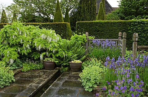 THE_NARROW_LOWER_RILL_GARDEN_TRAILING_WISTERIA_SINENSIS_ALBA_AT_WOLLERTON_OLD_HALL
