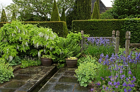 THE_NARROW_LOWER_RILL_GARDEN_TRAILING_WISTERIA_SINENSIS_ALBA_AT_WOLLERTON_OLD_HALL