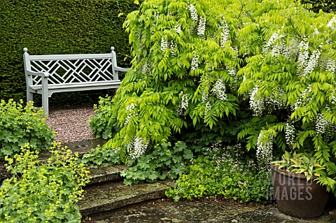 TERRACED_SEATING_AREA_WITH_ALCHEMILLA_MOLLIS_AND_WISTERIA_SINENSIS_ALBA_AT_WOLLERTON_OLD_HALL