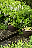 TWO LARGE STONEWARE CONTAINERS WITH HOSTA MORNING LIGHT WITH WISTERIA SINENSIS ALBA AT WOLLERTON OLD HALL