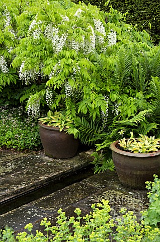 TWO_LARGE_STONEWARE_CONTAINERS_WITH_HOSTA_MORNING_LIGHT_WITH_WISTERIA_SINENSIS_ALBA_AT_WOLLERTON_OLD
