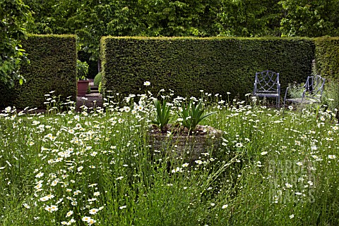 IN_THE_CENTRE_OF_THE_GARDEN_IS_AN_ANCIENT_FONT_WITH_LEUCANTHEMUM_VULGARE_PLANTED_AROUND_AT_WOLLERTON