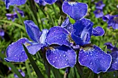 IRIS SIBIRICA ROYAL BLUE